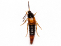 Bolitobius castaneus